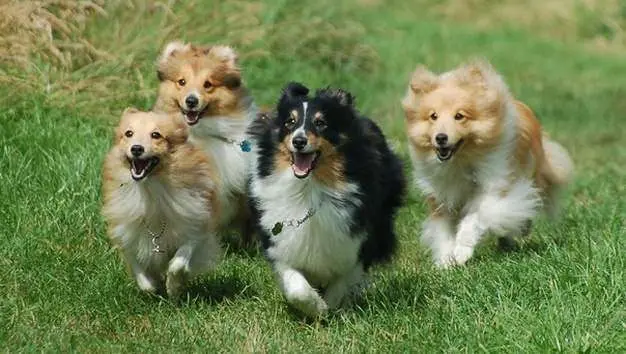 are shelties just tiny collies