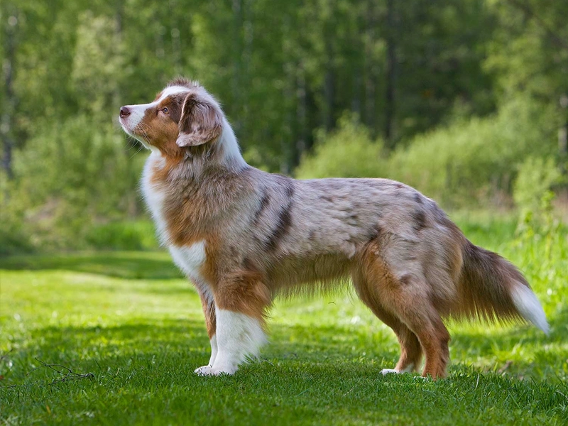 Miniature American Shepherd