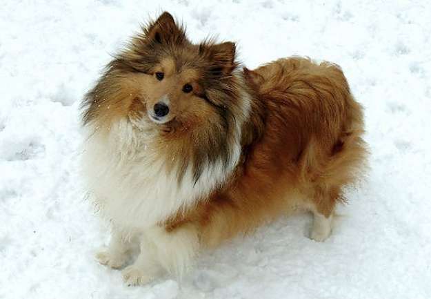 Ami, A Miniature Sheltie from K-Li's Kritters Ami, A Miniature Sheltie from K-Li's Kritters