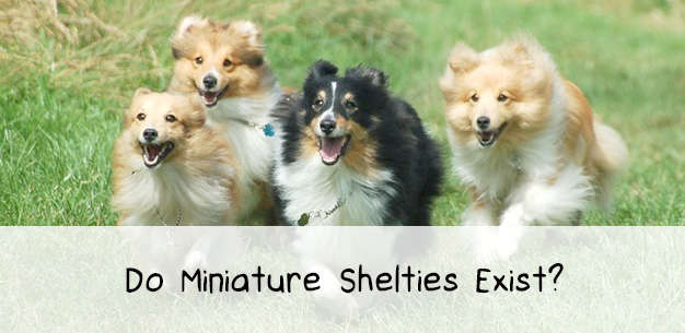 Miniature Shelties Miniature Shelties