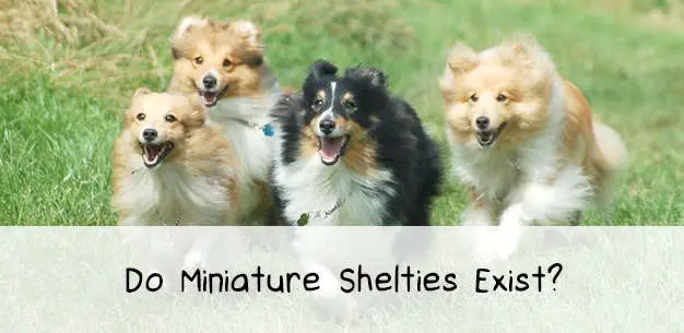 Miniature Shelties Miniature Shelties