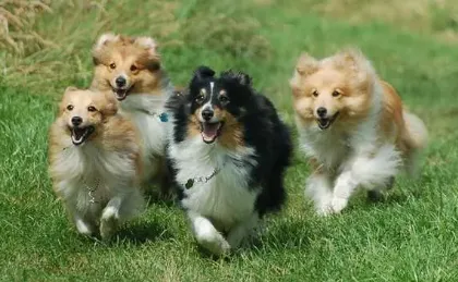 The Truth About Mini Shelties The Truth About Mini Shelties