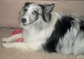 Missy my Blue Merle Sheltie Missy my Blue Merle Sheltie