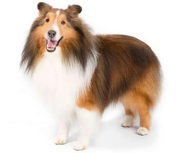 A Modern Shetland Sheepdog A Modern Shetland Sheepdog