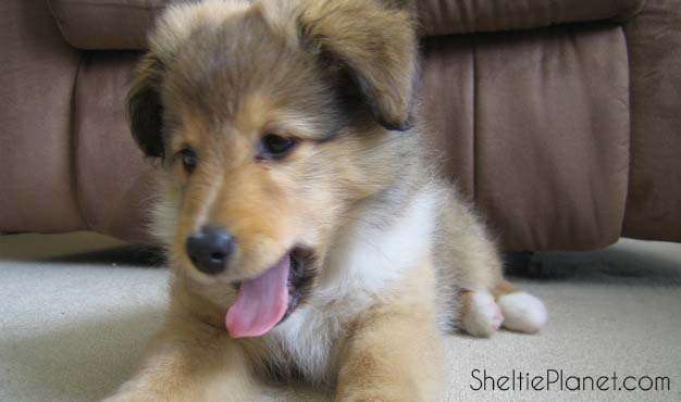 My Sheltie Puppy My Sheltie Puppy