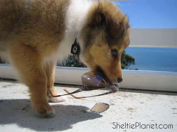 Naughty Sheltie puppy! Naughty Sheltie puppy!