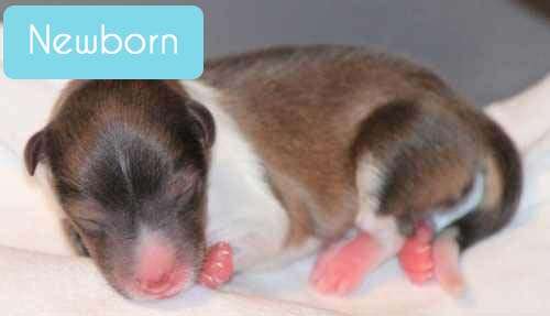 Newborn Sheltie at Birth Newborn Sheltie at Birth