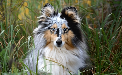 Organic Dog Food for Sensitive Shelties