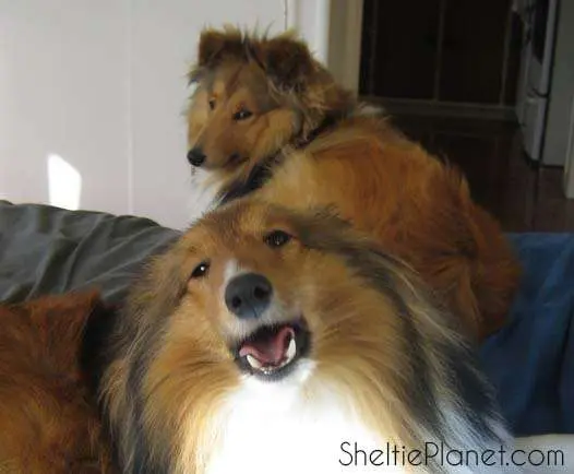 are shelties good apartment dogs