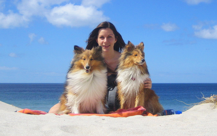 Our Shelties, Howard and Piper Our Shelties, Howard and Piper