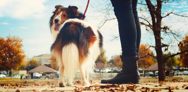 Nervous Shelties are more prone to developing fears and phobias like leash walking Nervous Shelties are more prone to developing fears and phobias like leash walking