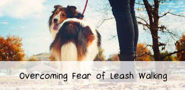 Fear of Leash Walking in Shelties Fear of Leash Walking in Shelties