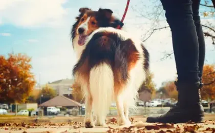 Overcoming Fear of Leash Walking Overcoming Fear of Leash Walking