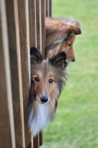 Peeping Dog