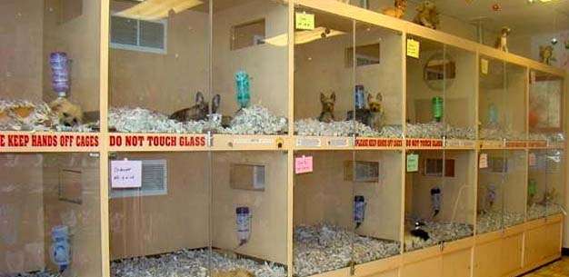 Pet Store Puppies Develop Separation Anxiety Pet Store Puppies Develop Separation Anxiety