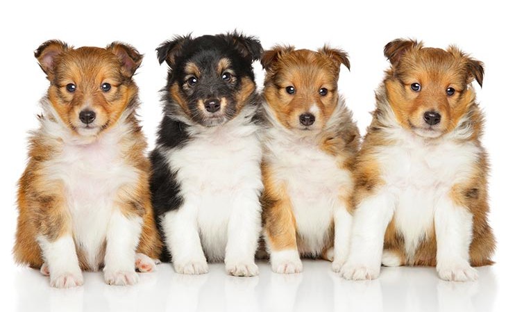 Pet store puppies come with a guarantee offering a reimbursement should your puppy develop a serious illness Pet store puppies come with a guarantee offering a reimbursement should your puppy develop a serious illness