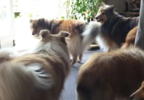 Photos from our Sheltie Meetup (Auckland)