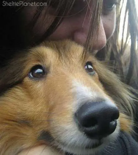 Piper shop the sheltie