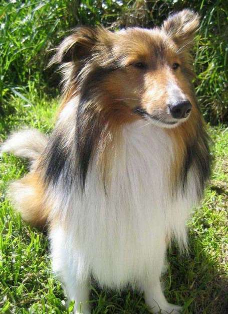 Piper, Our Second Sheltie Puppy Piper, Our Second Sheltie Puppy