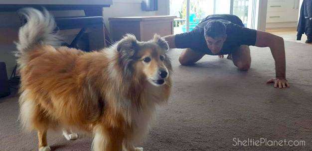Trigger that play drive to burn up your Sheltie's energy Trigger that play drive to burn up your Sheltie's energy