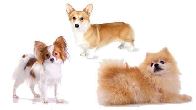 Early Shelties were likely crossed with Pomeranians, Papillons and Corgis Early Shelties were likely crossed with Pomeranians, Papillons and Corgis