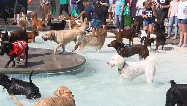 Pooch Party Stroll & Splash