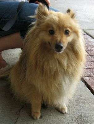 A Poshie: Pomeranian Sheltie Mix A Poshie: Pomeranian Sheltie Mix