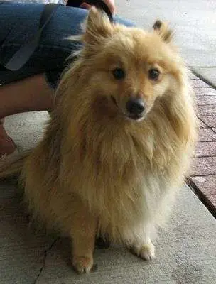 Miniature Shelties