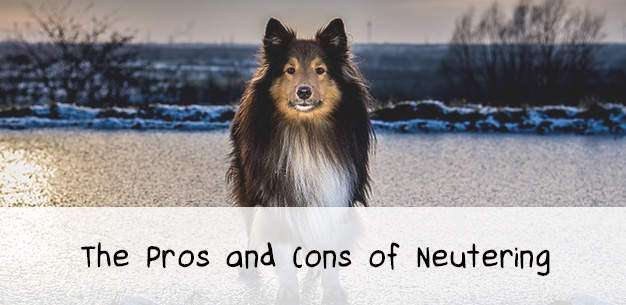 The Pros and Cons of Neutering a Sheltie The Pros and Cons of Neutering a Sheltie