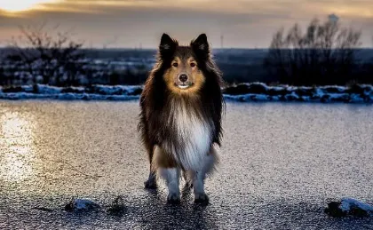 The Pros and Cons of Neutering a Sheltie The Pros and Cons of Neutering a Sheltie