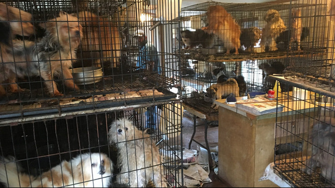 Deplorable conditions in a puppy mill: overcrowding, wire cages, no vet care, and no freedom Deplorable conditions in a puppy mill: overcrowding, wire cages, no vet care, and no freedom