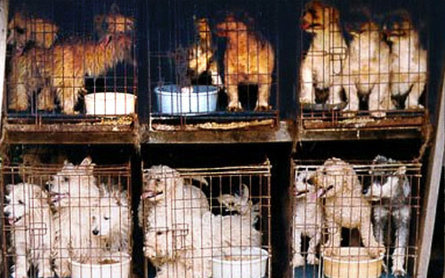 Puppy Mill Puppy Mills
