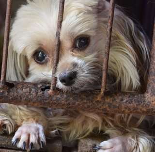 Puppy Mills Do No Genetic Screening Puppy Mills Do No Genetic Screening