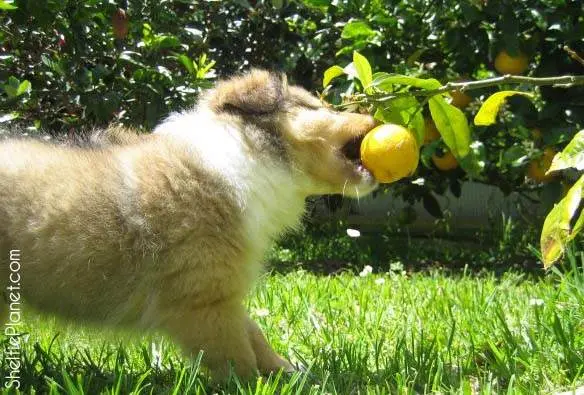 Our puppy pulled lemons off the lemon tree Our puppy pulled lemons off the lemon tree