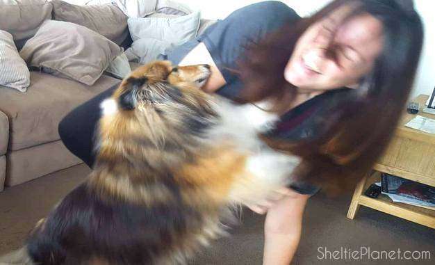 Sensitive Shelties can practice being dominant in the safety of play Sensitive Shelties can practice being dominant in the safety of play