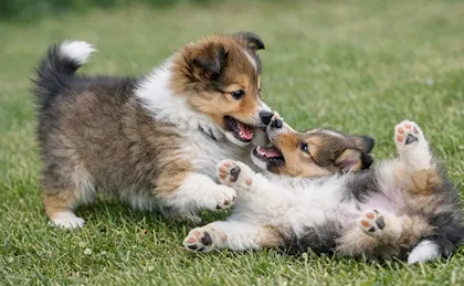 8 Questions to Ask a Sheltie Breeder