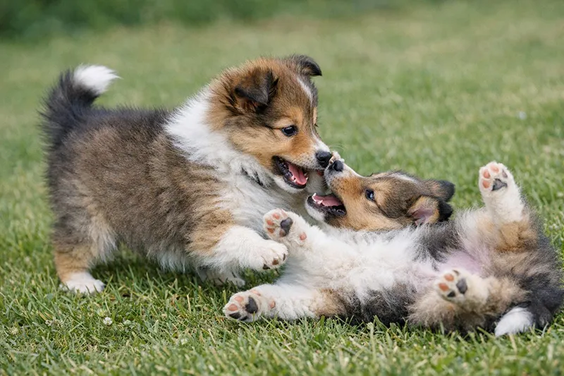8 Questions to Ask a Sheltie Breeder