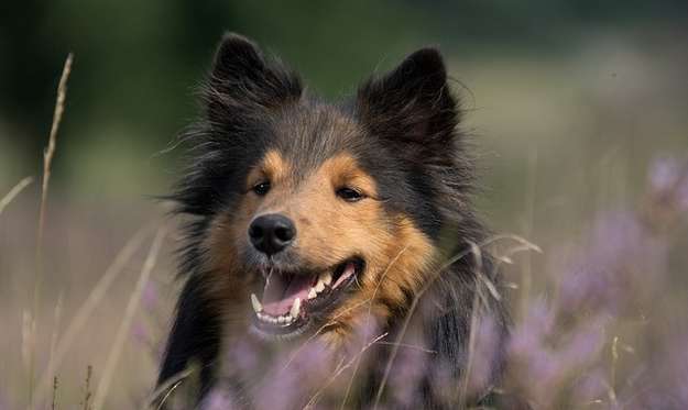 Sheltie Rescues Near Me Sheltie Rescues Near Me