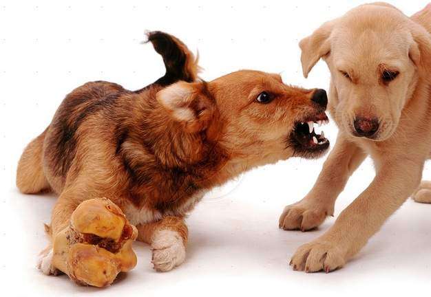 Resource Guarding in Dogs Creates Aggressive Behavior Resource Guarding in Dogs Creates Aggressive Behavior