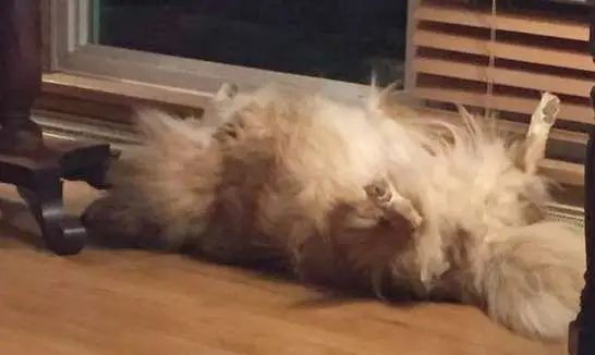 Riley Sheltie