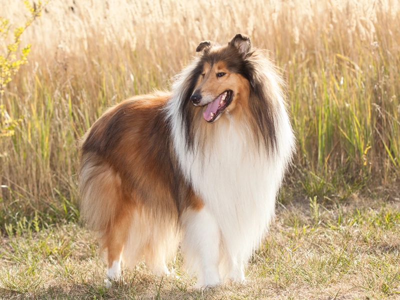 Rough Collie