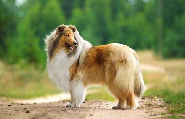 The Rough Collie The Rough Collie