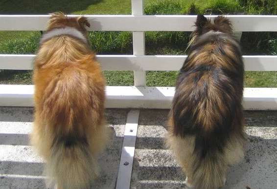 Sable Shelties: Golden vs Mahogany Sable Shelties: Golden vs Mahogany