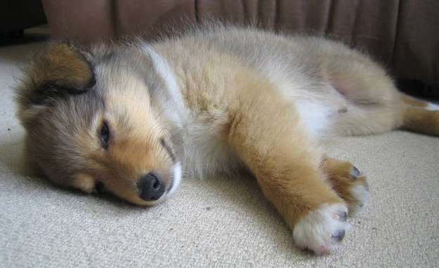 Our Sable Howard Was More Gray as a Puppy Our Sable Howard Was More Gray as a Puppy