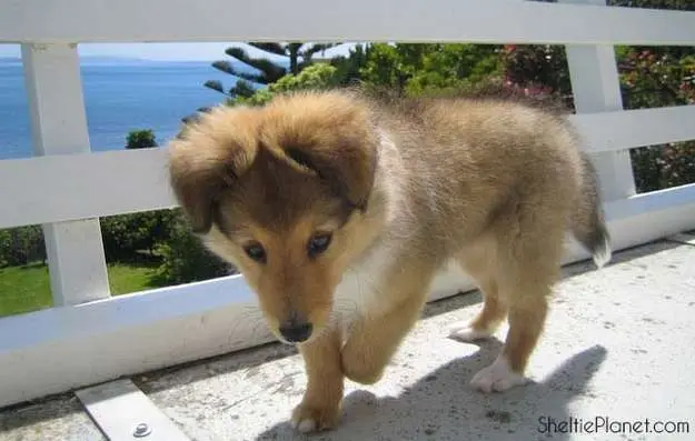 Golden Sable Sheltie puppy Golden Sable Sheltie puppy