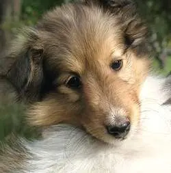 Sadie The Sheltie at 7 Weeks