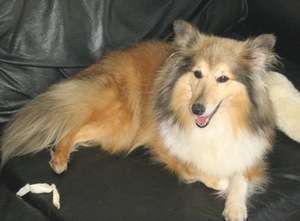 Sarah The Sheltie Sarah The Sheltie