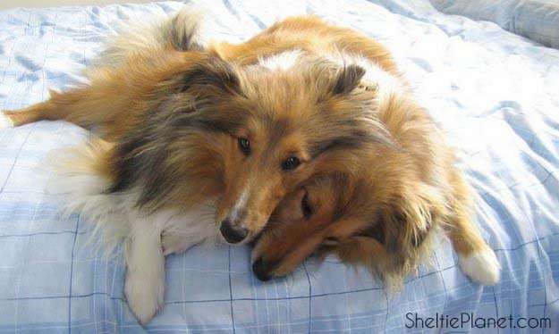 Separation Anxiety in Dogs Separation Anxiety in Dogs