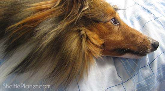 Separation Anxiety in Dogs Separation Anxiety in Dogs