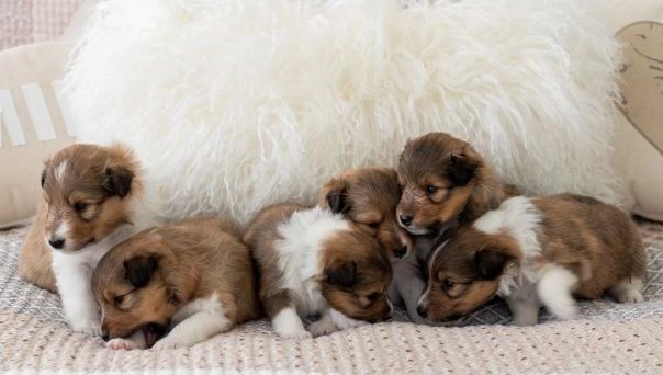Shelties at 2 Weeks Old Shelties at 2 Weeks Old